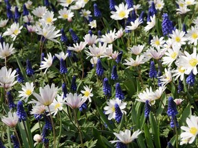 A cheery spring mix of Anemone blanda and blue muscari.