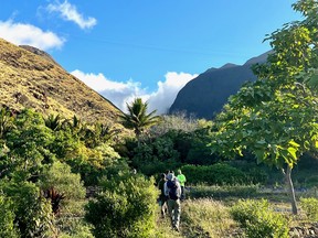 Volunteers head up the Olowalu Valley on Maui for a morning of environmental work.