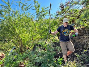 Petyr Beck cleans branches from haole koa trees in the Olowalu Valley.