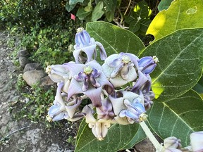 A Hawaiian crown flower in the Olowalu Valley.