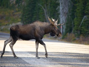 This undated photo shows a moose walking across a road in B.C.