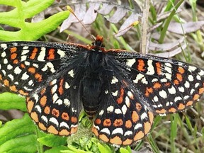 An adult Taylor's checkerspot butterfly. The species is considered critically endangered by the federal government, which spurred a massive re-­introduction effort on Hornby Island. JENNIFER HERON, B.C. PARKS