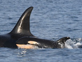 File Photo: A new baby in J Pod is seen off Landbank, San Juan island, in a photo provided by the Center for Whale Research in Washington state.