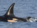 Researchers from the Whale Research Center spotted a new orca calf in a J capsule in the waters off the San Juan Islands.