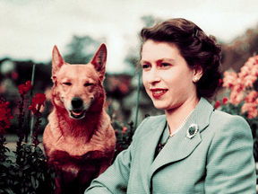 Queen Elizabeth II at Balmoral Castle with one of her Corgis in 1953.