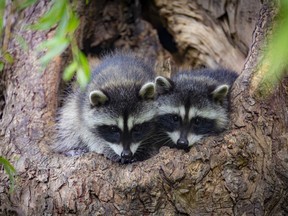 Baby raccoons. Photo credit: Hiro Hosono.