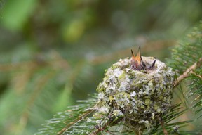 Baby hummingbirds. Photo credit: Judy Mitchell