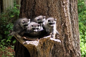Baby raccoons in a birdbath. Photo credit: Colleen Daniels.