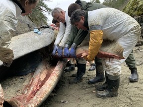 Department of Fisheries and Oceans Marine Mammal Response Team members remove baleen from a dead fin whale as they perform a necropsy at Pender Harbour, B.C., in a March 20, 2022, handout photo.