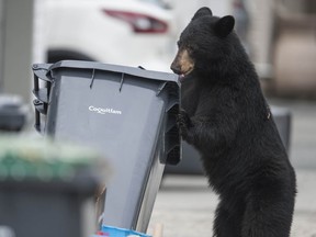 Conservation officers kill the bears, but who attracts the bears? Wildlife will go where there is food and can’t be faulted for that.