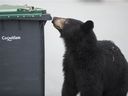 A black bear searches for food on garbage day in an alley in Coquitlam on Sept. 20, 2021.