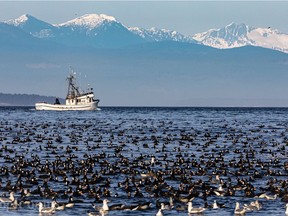 French Creek Estuary. Photo credit: Denise Foster