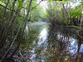 French Creek Estuary. Photo credit: Denise Foster