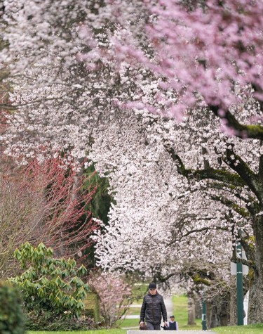 Pedestrians walk under a canopy of cherry and plum blossoms in Vancouver, March, 25, 2022.