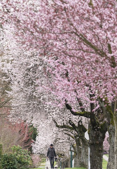 A dog walker walks under a canopy of cherry and plum blossoms in Vancouver, March, 25, 2022.