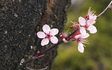 Plum blossoms begin to bloom in Vancouver, March, 25, 2022.