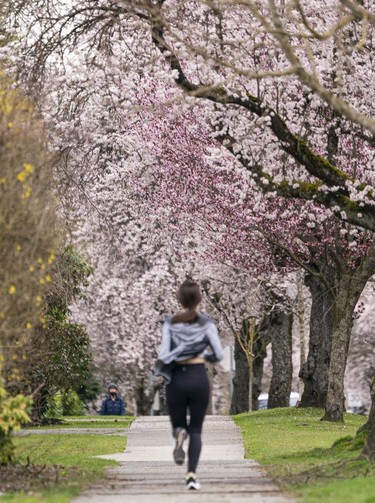A runners makes he way under a canopy of cherry and plum blossoms in Vancouver, March, 25, 2022.