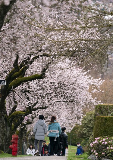 Pedestrians fill the sidewalk to take in the annual bloom of cherry and plum blossoms in Vancouver, March, 25, 2022.