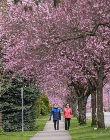 Walkers make their way under a canopy of cherry and plum blossoms as they begin their annual bloom in Vancouver, March, 25, 2022.