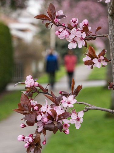 Cherry and plum blossoms begin their annual bloom in Vancouver, March, 25, 2022.
