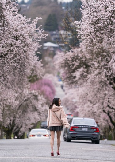 A woman poses for photos while taking in the annual cherry and plum blossom bloom in Vancouver, March, 25, 2022.