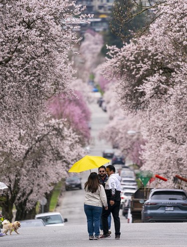 A couple poses for photos while taking in the annual cherry and plum blossom bloom in Vancouver, March, 25, 2022.