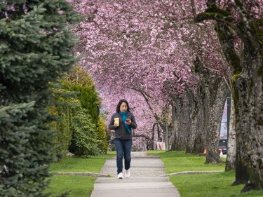 A woman walk under a colourful canopy during the annual cherry and plum blossom bloom in Vancouver, March, 25, 2022.
