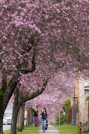 Admirers of the annual cherry and plum blossom bloom take photos of the flowers in Vancouver, March, 25, 2022.