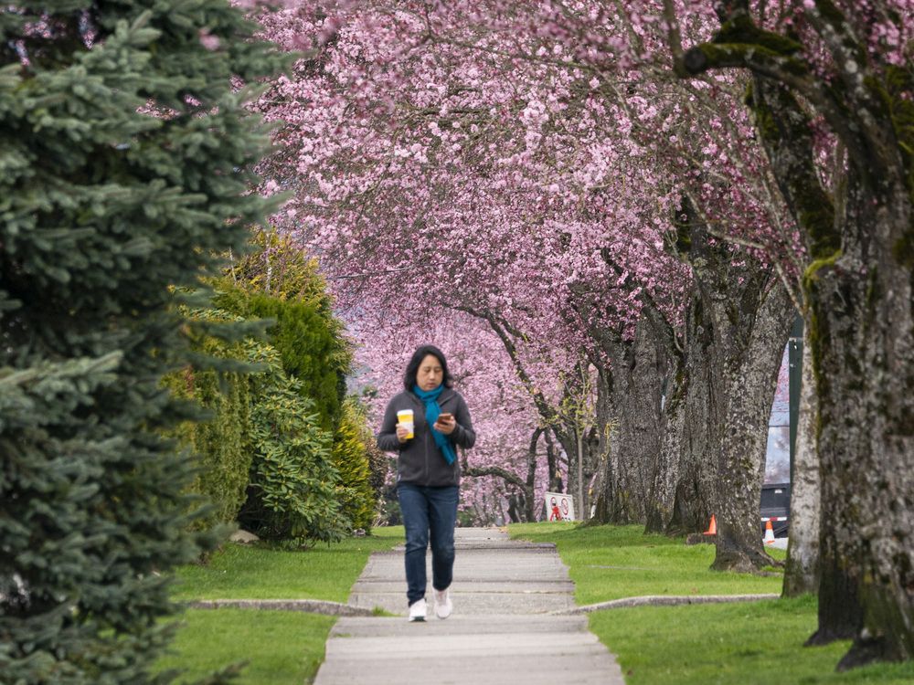 UBC recruits citizen scientists to predict peak cherry blossom