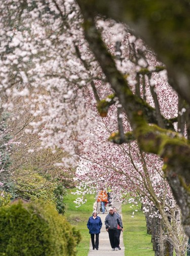 Pedestrians fill the sidewalk to take in the annual bloom of cherry and plum blossoms in Vancouver, March, 25, 2022.