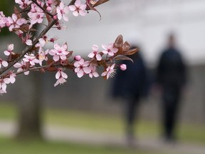 Vancouverites flock to cherry blossoms like bees flock to pollen