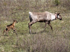 Calves from the Klinse-Za caribou herd in a maternity pen located in northern British Columbia. Newly released research indicates thanks to work by West Moberly and Saulteau First Nations, caribou numbers in the Klinse-Za herd have nearly tripled between 2013 and 2022.