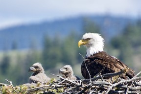 Bald eagle with eaglets. Photo credit: Susanne de Montreuil.