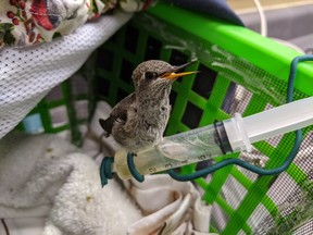 Young hummingbird. Photo credit: BC SPCA.