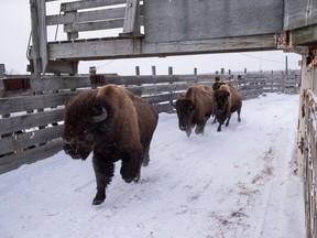 Twenty wood bison from Elk Island National Park were transferred to Métis Crossing and four wood bison were transferred to the existing wood bison heard at Beaver Lake Cree Nation. Photo courtesy Cameron Johnson/Parks Canada