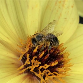 Planting for pollinators is truly a year-round activity, and they’ll appreciate your efforts!