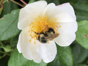 Planting for pollinators is truly a year-round activity, and they'll appreciate your efforts!