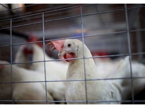 A small poultry flock in the Kootenays has tested positive for the H5N1 avian influenza virus.