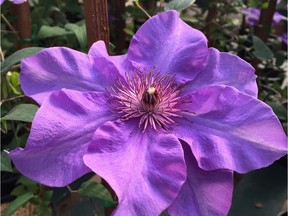 Clematis truly is the Queen of the Vines.