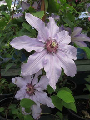 Clematis truly is the Queen of the Vines.