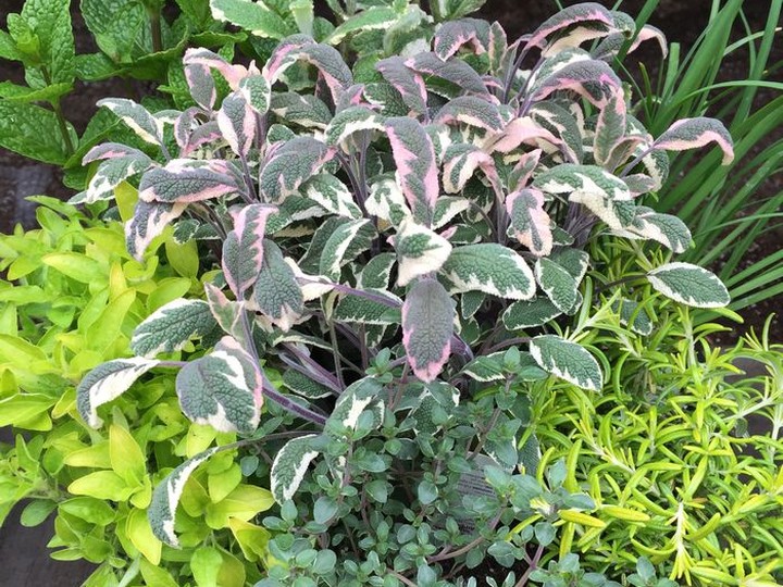  A herb planter.