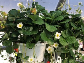 A Berries Hill Montana Strawberry Hanging Basket.