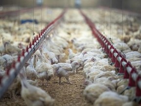 Se ven pollos en una granja avícola inundada, pero ahora están de vuelta en el trabajo en Abbotsford, Columbia Británica, el viernes 10 de diciembre de 2021. Los avicultores de Columbia Británica están bajo presión para proteger sus rebaños a medida que una cepa altamente contagiosa de gripe aviar se extiende por el norte America.