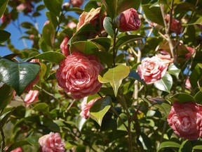 Camellias grow in the botanical conservatory garden of Jean Thoby.