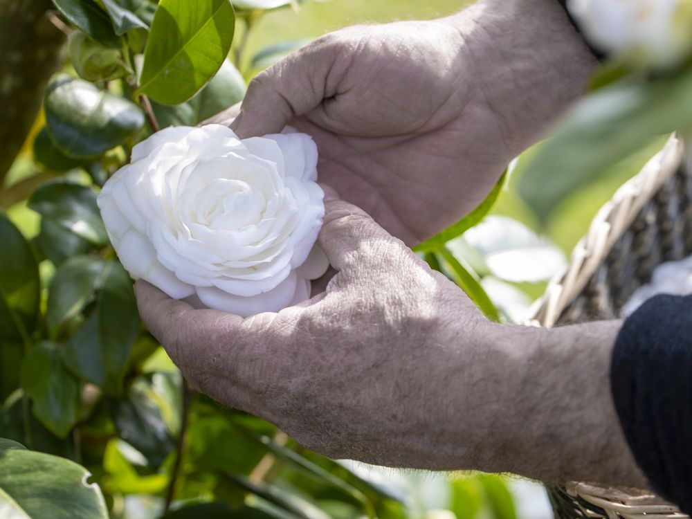 A visit to Chanel's camellia operations in Gaujacq, France