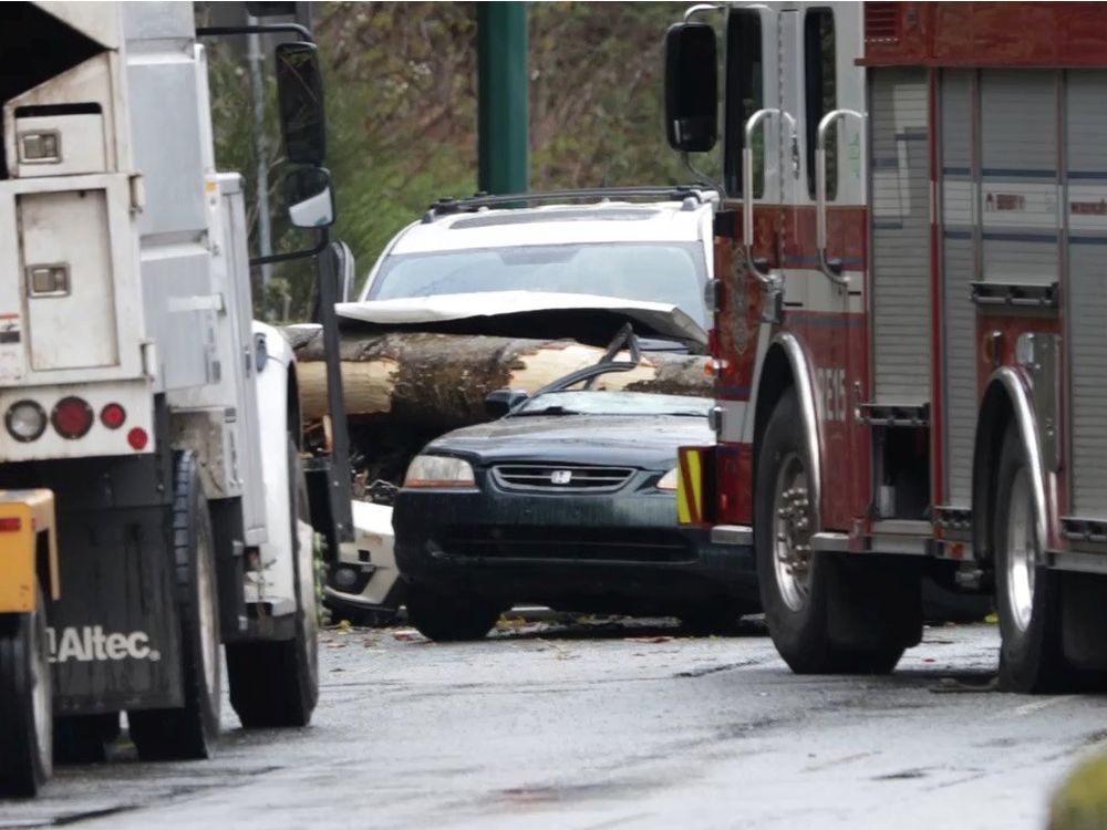 Una persona murió cuando un árbol cayó sobre un automóvil en movimiento en el sur de Vancouver