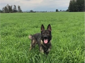 A Kelowna man is facing several firearms-related charges after Kelowna RCMP – with an assist from police dog Jango – recovered a loaded gun that was discarded on a family property.