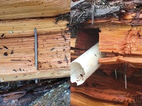 Police are investigating after 30 nails and a PVC pipe were found embedded into the trunk of a fallen old growth tree in the Fairy Creek injunction area.