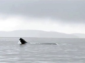 Frame grab from video shows five-year-old humpback BCX1773 Valiant in the middle of a large group of Bigg's killer whales (T34, T37, and T65B). Credit: Pacific Whale Watch Association