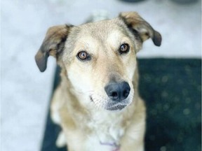 Wendy, a mixed breed from Afghanistan, has been on an adoption try-out twice, but was returned to the Rosier Days Pet Rescue Society. TARA GRAIGEN